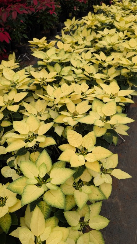 Poinsettia pot plant